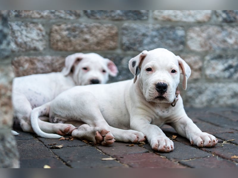 Dogo Argentino Welpen aus liebevoller VDH/FCI-Familienzucht - Abgabebereit