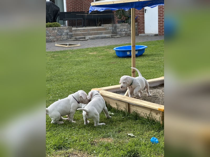 Dogo Argentino Welpen | Familienzucht VDH/FCI | Abgabebereit Juni 2026