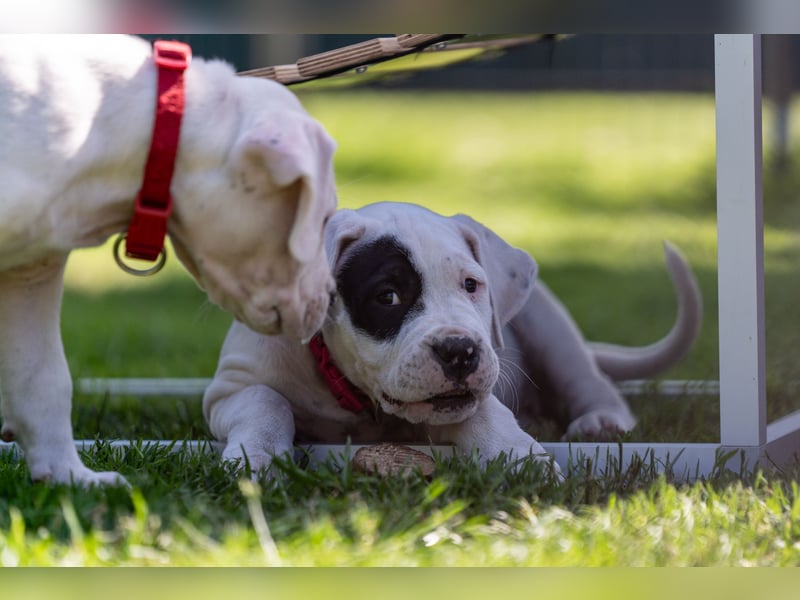 Dogo Argentino Welpen aus liebevoller VDH/FCI-Familienzucht - Abgabebereit