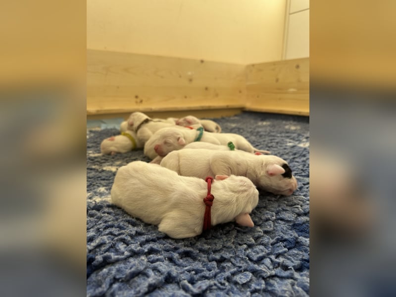 Dogo Argentino Welpen aus familiärer VHD/ FCI Zucht - Abgabebereit Juni 2026