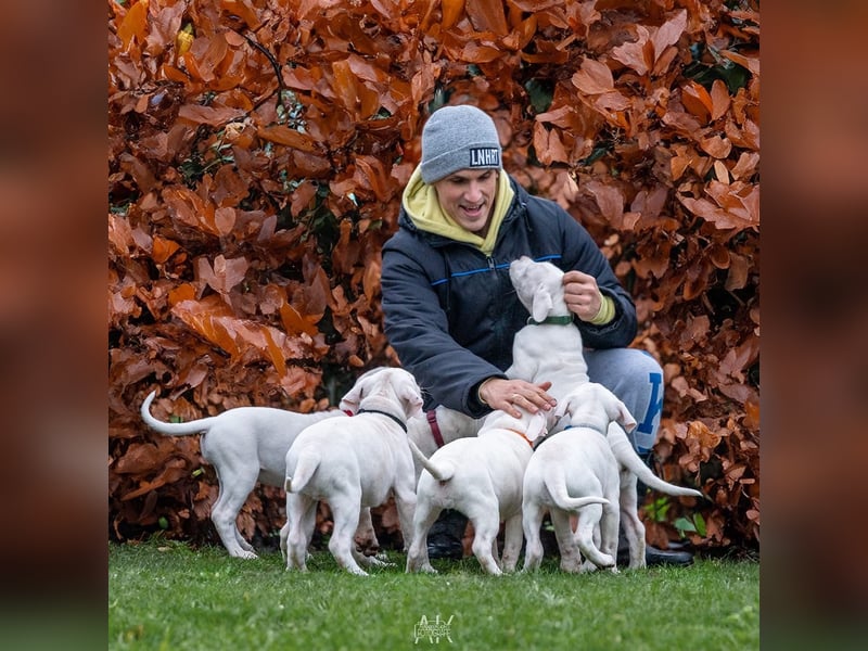 Dogo Argentino Welpen aus familiärer VHD/ FCI Zucht - Abgabebereit Juni 2026