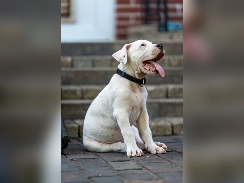Dogo Argentino Welpen aus liebevoller VDH/FCI-Familienzucht - Abgabebereit