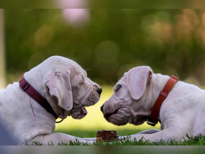 Dogo Argentino Welpen aus liebevoller VDH/FCI-Familienzucht - Abgabebereit
