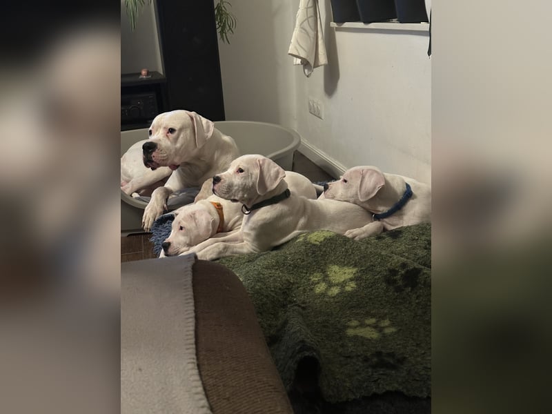 Dogo Argentino Welpen aus familiärer VHD/ FCI Zucht - Abgabebereit Juni 2026