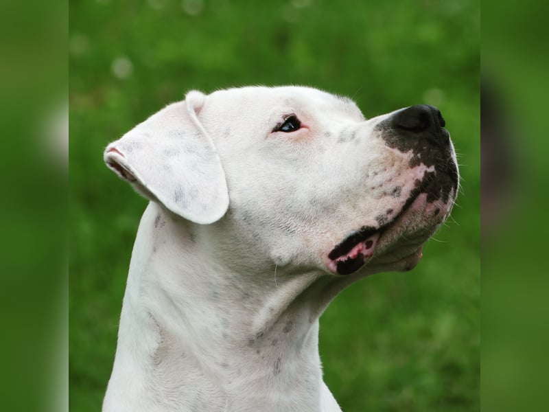 Dogo Argentino Welpen aus liebevoller VDH/FCI-Familienzucht - Abgabebereit