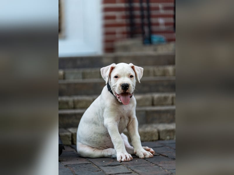 Dogo Argentino Welpen aus liebevoller VDH/FCI-Familienzucht - Abgabebereit