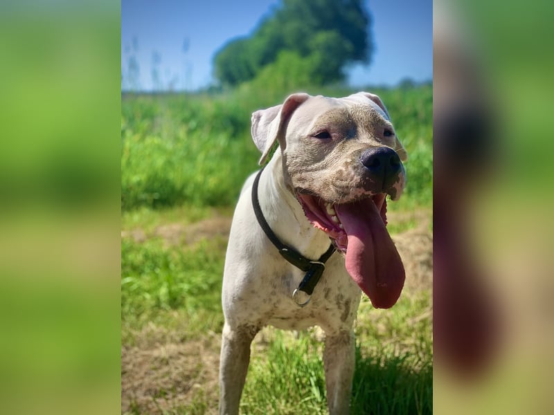 Dogo Argentino Welpen | Familienzucht VDH/FCI | Abgabebereit Juni 2026