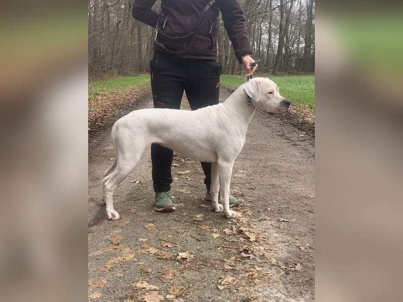 Dogo Argentino Welpen aus familiärer VHD/ FCI Zucht - Abgabebereit Juni 2026