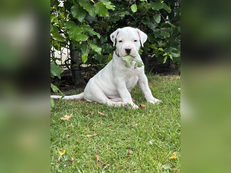 Dogo Argentino Welpen | Familienzucht VDH/FCI | Abgabebereit Juni 2026