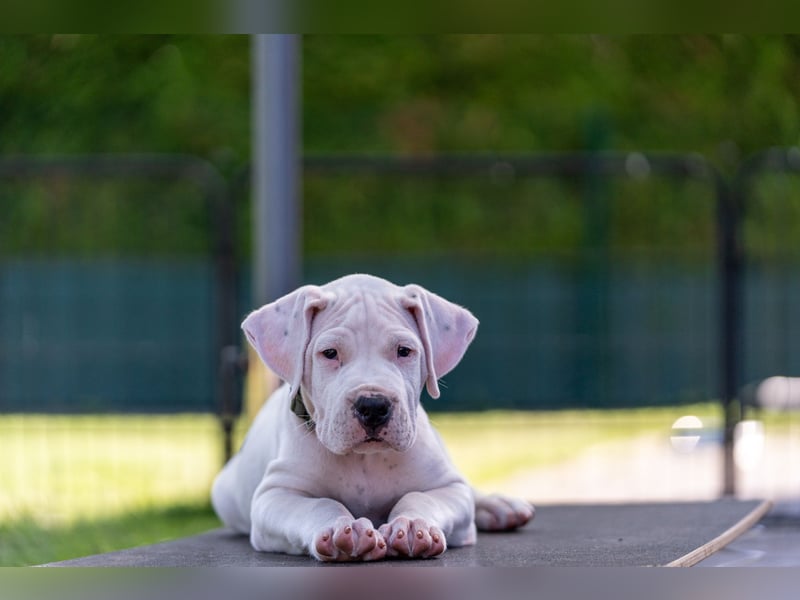 Dogo Argentino Welpen aus liebevoller VDH/FCI-Familienzucht - Abgabebereit