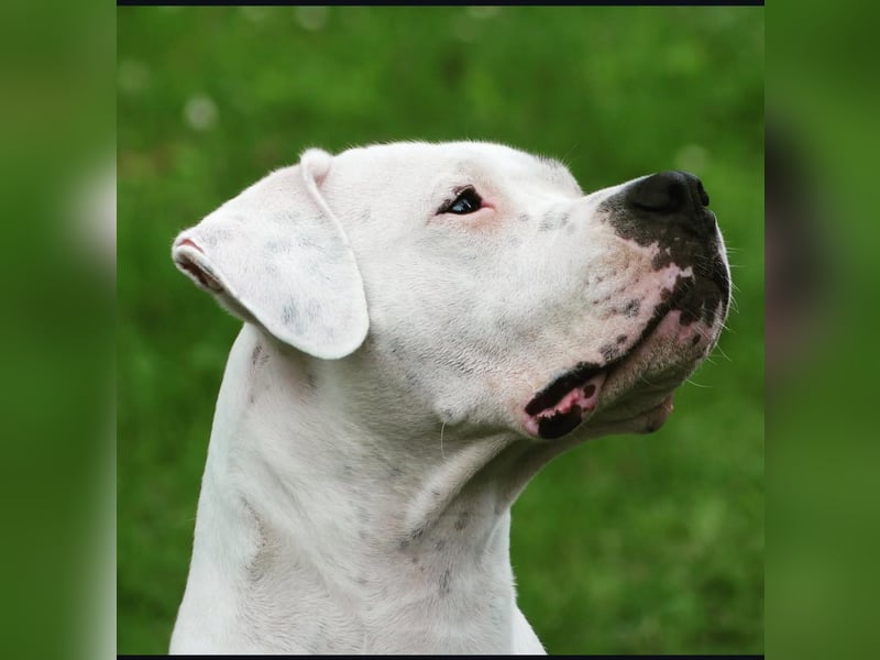 Dogo Argentino Welpen | Familienzucht VDH/FCI | Abgabebereit Juni 2026