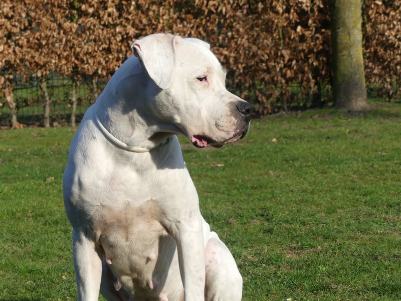 Dogo Argentino Welpen aus familiärer VHD/ FCI Zucht - Abgabebereit Juni 2026