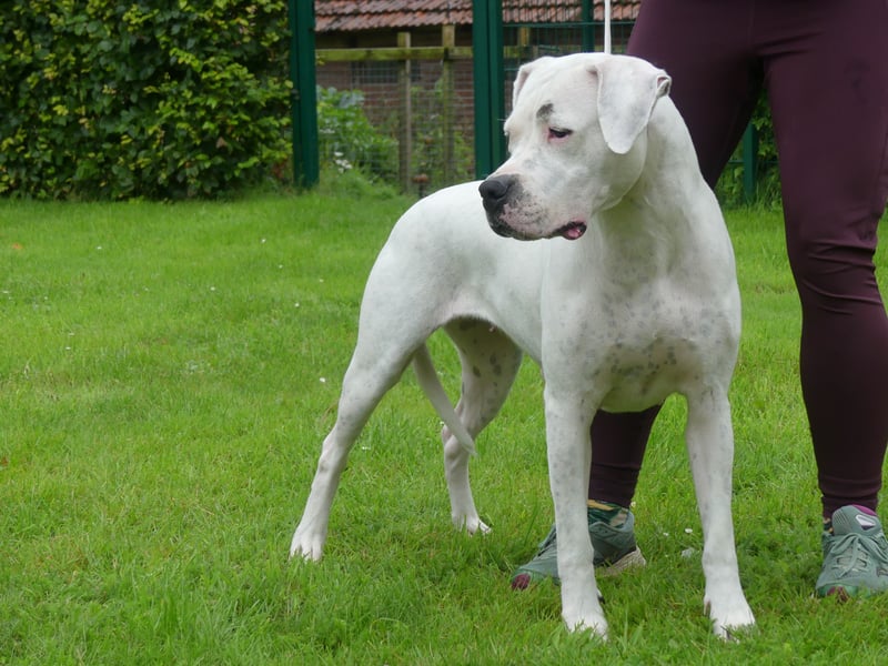 Dogo Argentino Welpen | Familienzucht VDH/FCI | Abgabebereit Juni 2026