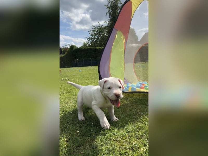 Dogo Argentino Welpen | Familienzucht VDH/FCI | Abgabebereit Juni 2026