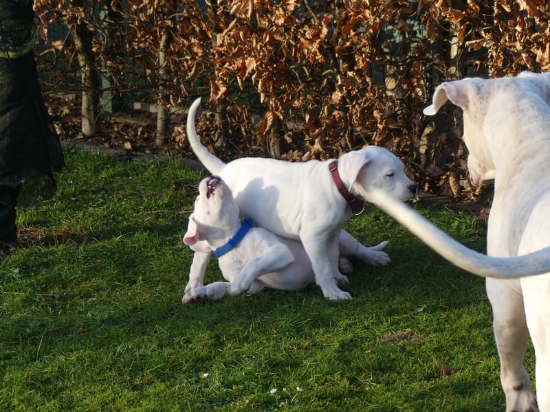 Dogo Argentino Welpen aus familiärer VHD/ FCI Zucht - Abgabebereit Juni 2026