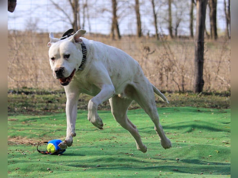Sergio sucht Spielfreund!
