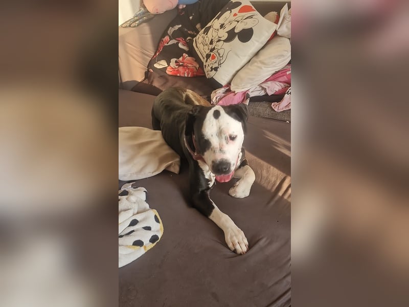 Verschenke Dogo Argentino