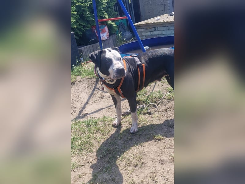 Verschenke Dogo Argentino