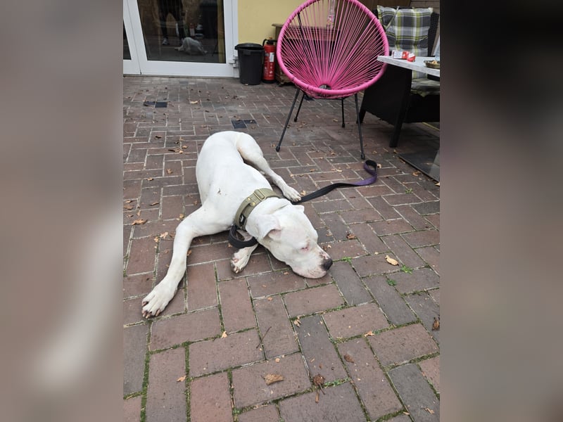 Knapp 2 Jahre alten Dogo Argentino an