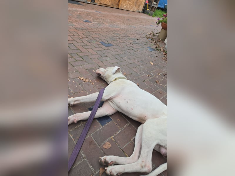 Knapp 2 Jahre alten Dogo Argentino an