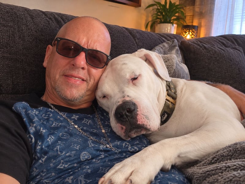 Knapp 2 Jahre alten Dogo Argentino an