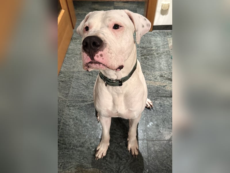 DECKRÜDE reinrassig Dogo Argentino