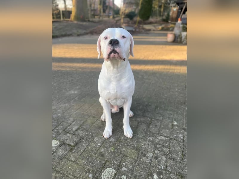 Zeus sucht ein liebevolles Zuhause