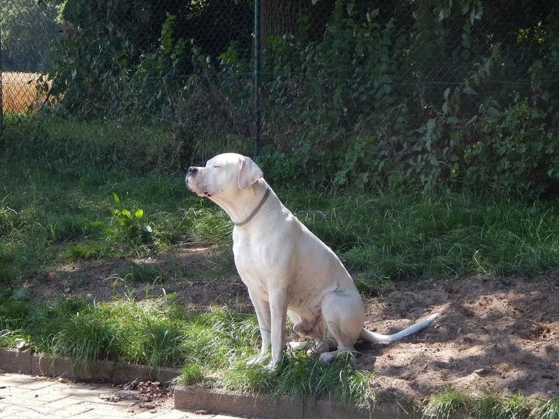 Zeus sucht ein liebevolles Zuhause