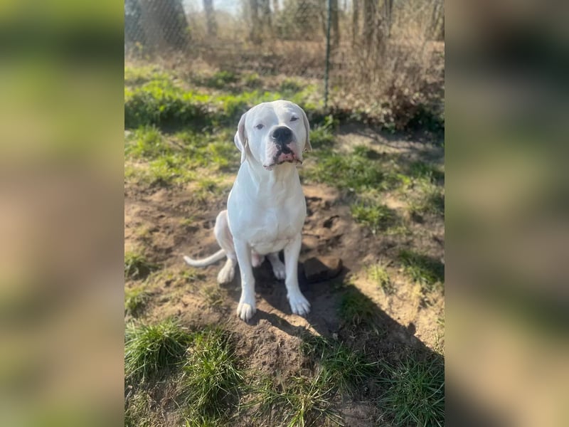 Zeus sucht ein liebevolles Zuhause