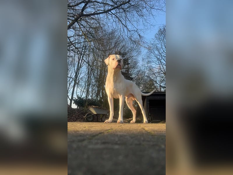 Zeus sucht ein liebevolles Zuhause