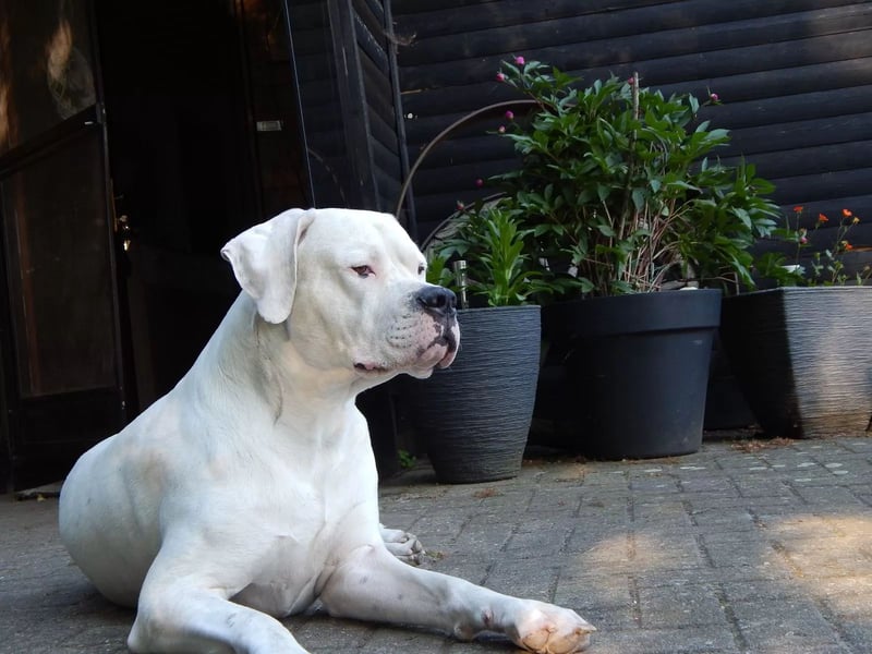 Zeus sucht ein liebevolles Zuhause