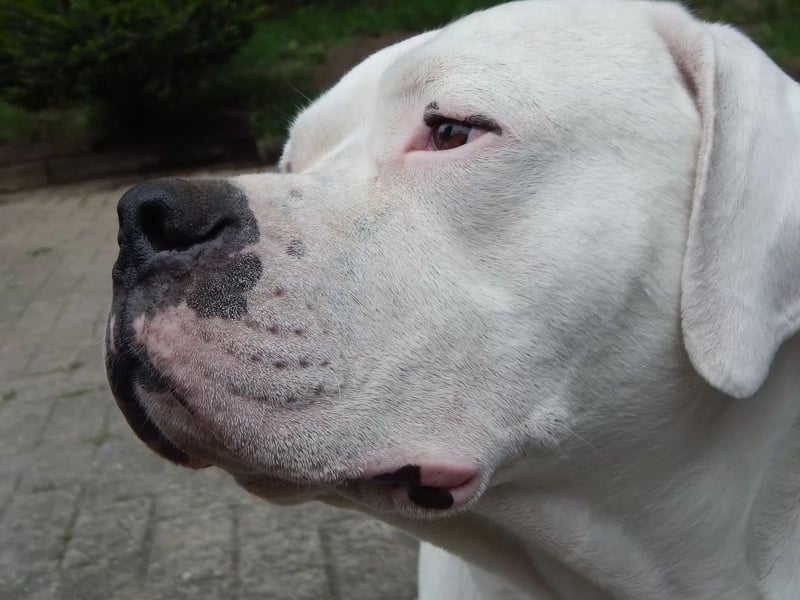 Zeus sucht ein liebevolles Zuhause