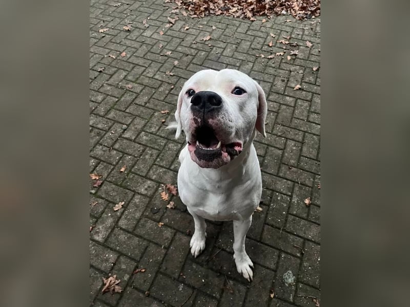 Zeus sucht ein liebevolles Zuhause