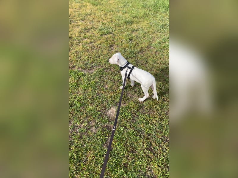 Rüde Loki