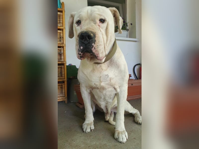 Otto-DG, sucht ein liebevolles Plätzchen!