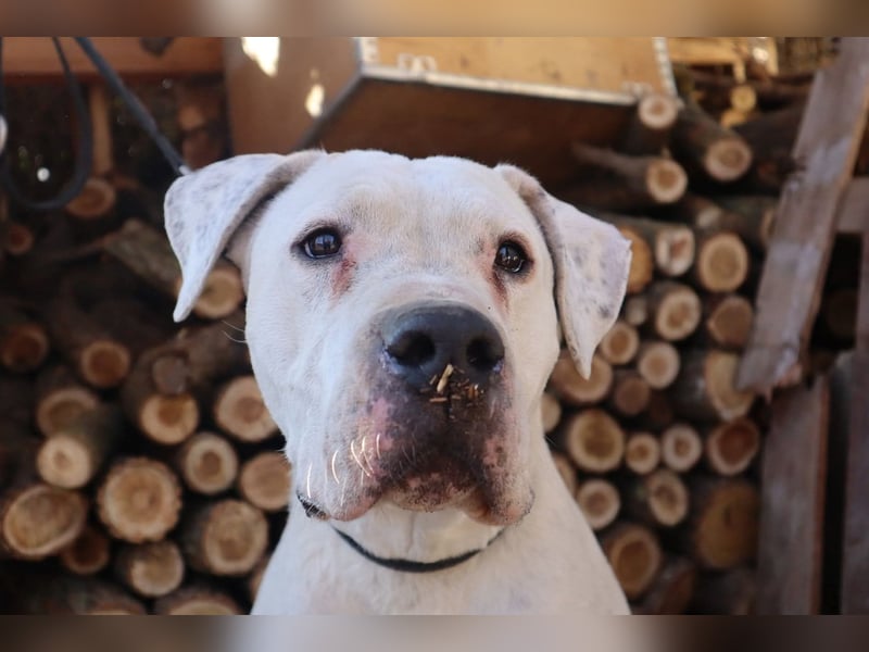 Diesel-DG, Opi sucht letztes Körbchen!