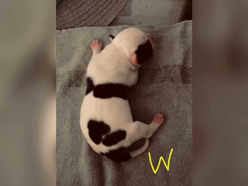 Dogo argentino /Old English Bulldogge Welpen
