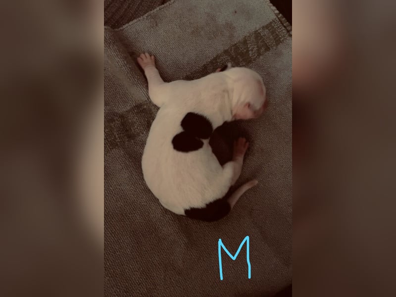 Dogo argentino /Old English Bulldogge Welpen