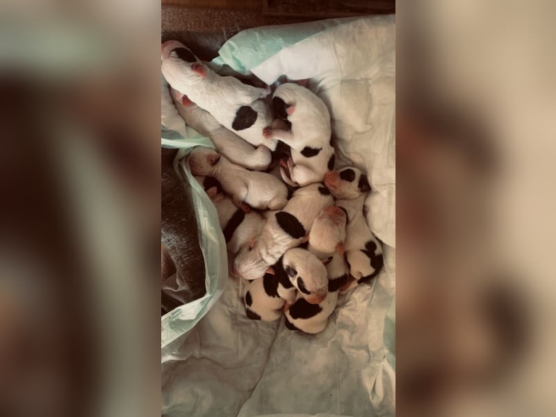 Dogo argentino /Old English Bulldogge Welpen