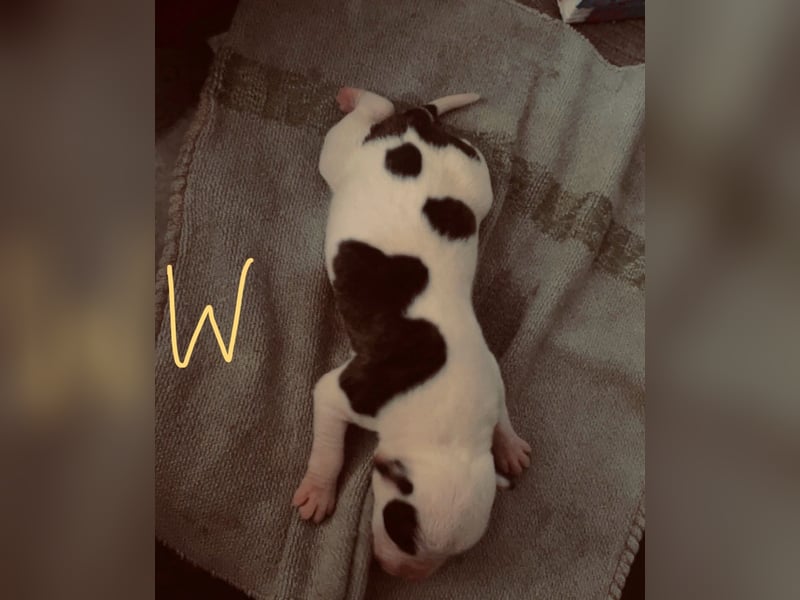 Dogo argentino /Old English Bulldogge Welpen