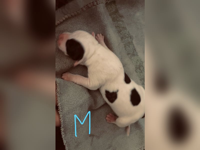 Dogo argentino /Old English Bulldogge Welpen