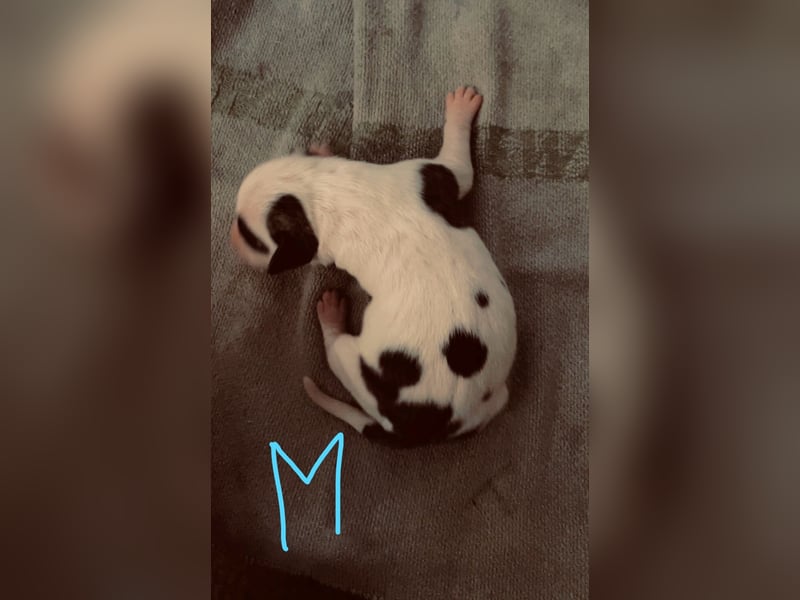 Dogo argentino /Old English Bulldogge Welpen