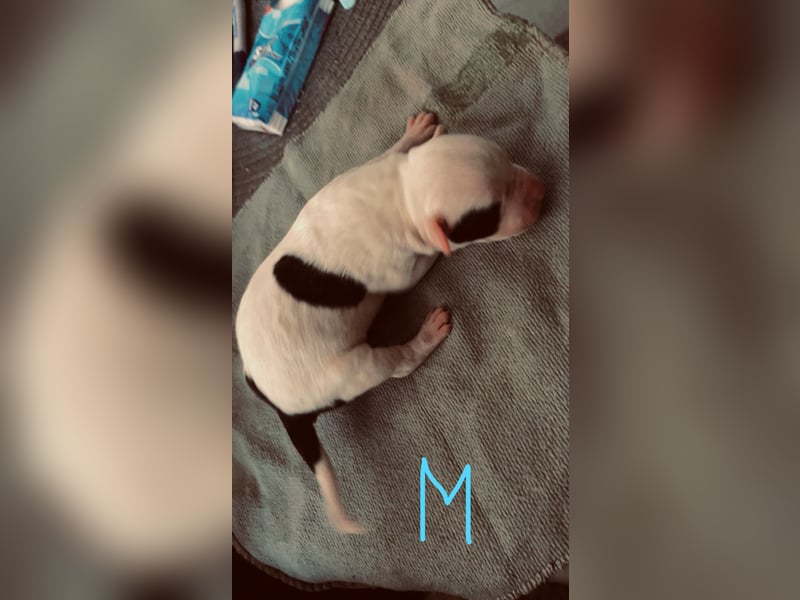 Dogo argentino /Old English Bulldogge Welpen