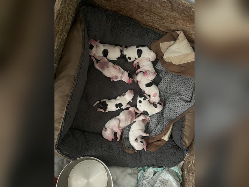 Dogo argentino /Old English Bulldogge Welpen