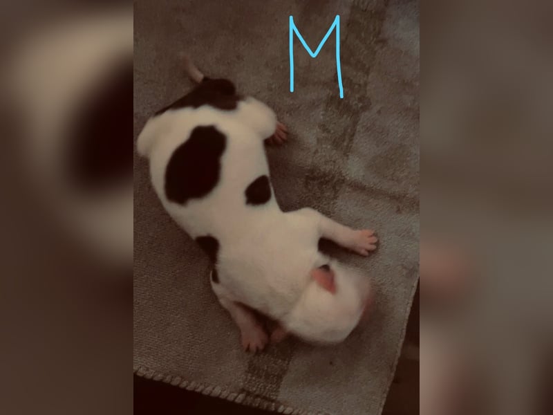Dogo argentino /Old English Bulldogge Welpen