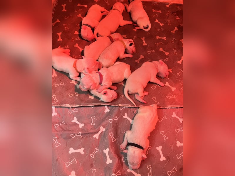 Dogo Argentino Welpen