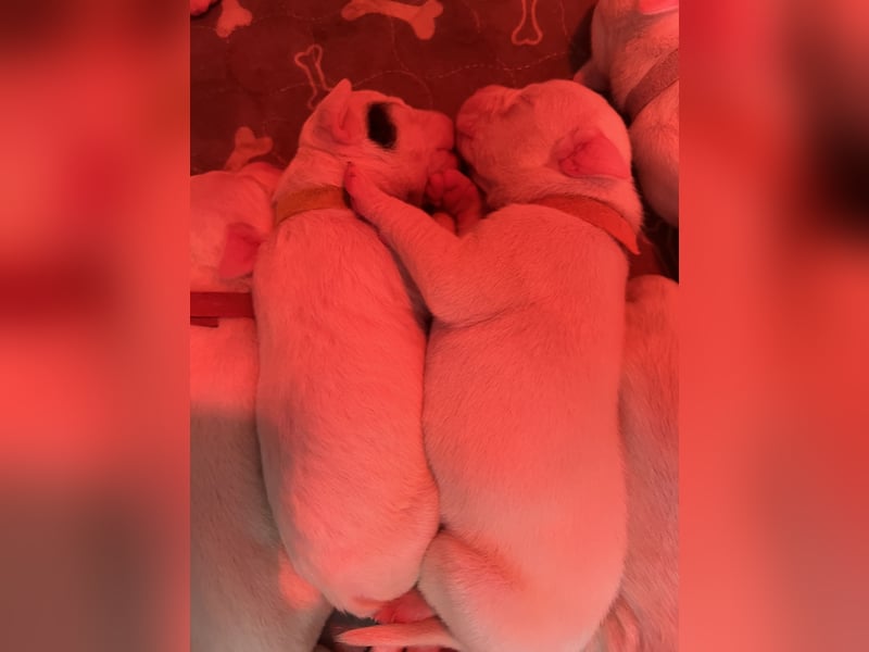 Dogo Argentino Welpen