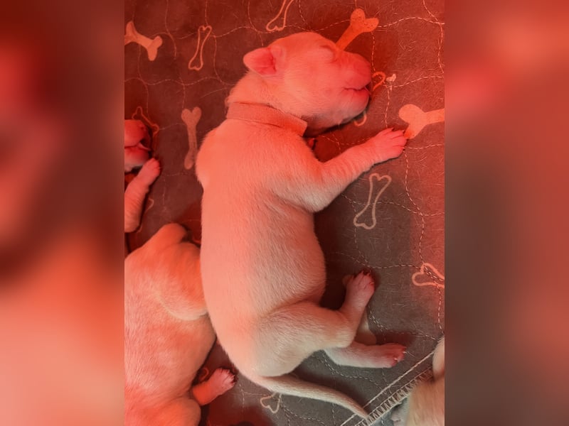 Dogo Argentino Welpen