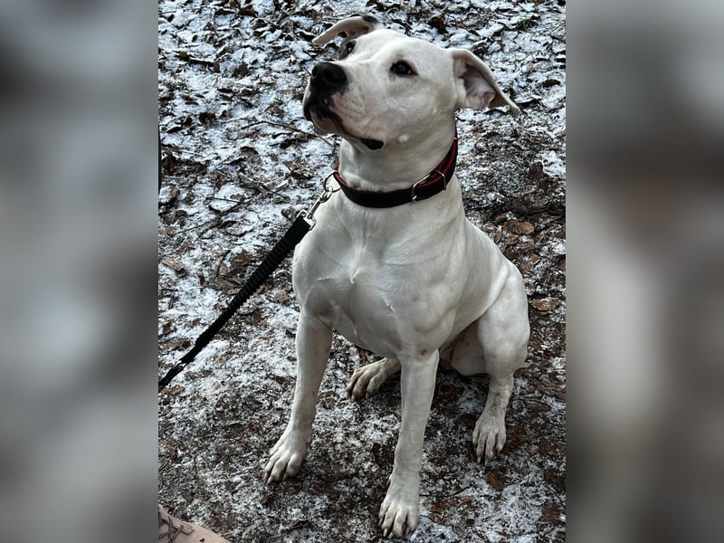 Dogo Argentino Welpen