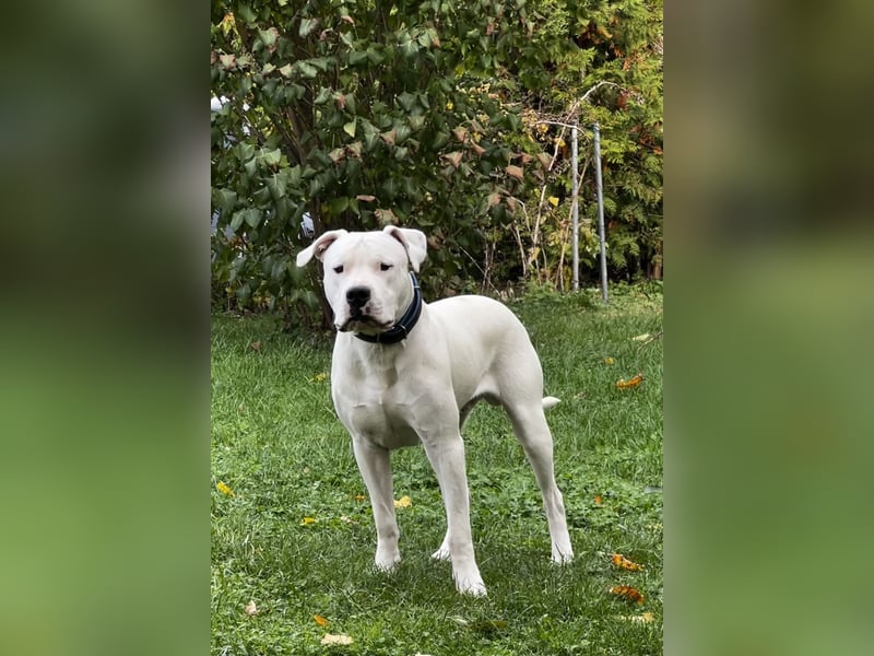 Dogo Argentino Welpen